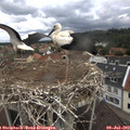 11_30-nest.jpg