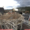 11_35-nest.jpg