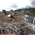11_40-nest.jpg