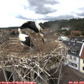 11_45-nest.jpg