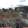 11_50-nest.jpg