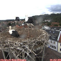 11_55-nest.jpg
