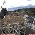 12_10-nest.jpg