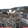 12_45-nest.jpg