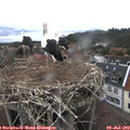 12_50-nest.jpg