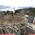 12_55-nest.jpg