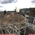 13_05-nest.jpg