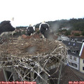 13_15-nest.jpg