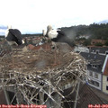 13_20-nest.jpg