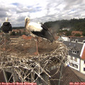 13_30-nest.jpg
