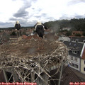 13_40-nest.jpg