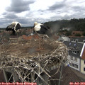 13_45-nest.jpg