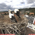 13_50-nest.jpg