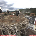 13_55-nest.jpg