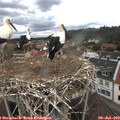 14_00-nest.jpg