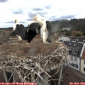 14_05-nest.jpg