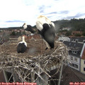 14_10-nest.jpg
