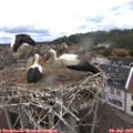 14_15-nest.jpg