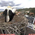 14_25-nest.jpg