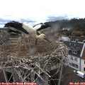 14_35-nest.jpg