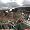 14_45-nest.jpg