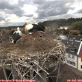 14_50-nest.jpg