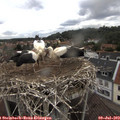 14_55-nest.jpg