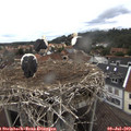 15_00-nest.jpg