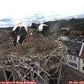 15_10-nest.jpg