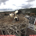 15_25-nest.jpg