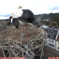 15_30-nest.jpg