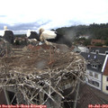 15_35-nest.jpg