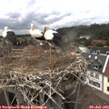15_40-nest.jpg