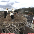 15_45-nest.jpg