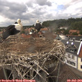 15_50-nest.jpg