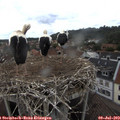 15_55-nest.jpg
