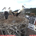 16_00-nest.jpg