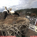 16_05-nest.jpg