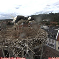 16_15-nest.jpg