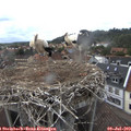 16_20-nest.jpg
