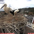 16_25-nest.jpg