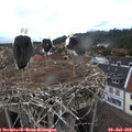 16_30-nest.jpg