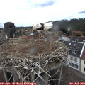 16_35-nest.jpg