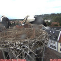 16_40-nest.jpg