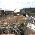 16_45-nest.jpg
