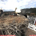 16_50-nest.jpg