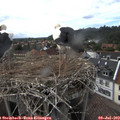 16_55-nest.jpg