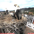 17_00-nest.jpg