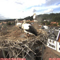 17_05-nest.jpg