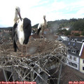 17_10-nest.jpg